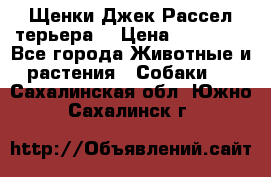 Щенки Джек Рассел терьера  › Цена ­ 15 000 - Все города Животные и растения » Собаки   . Сахалинская обл.,Южно-Сахалинск г.